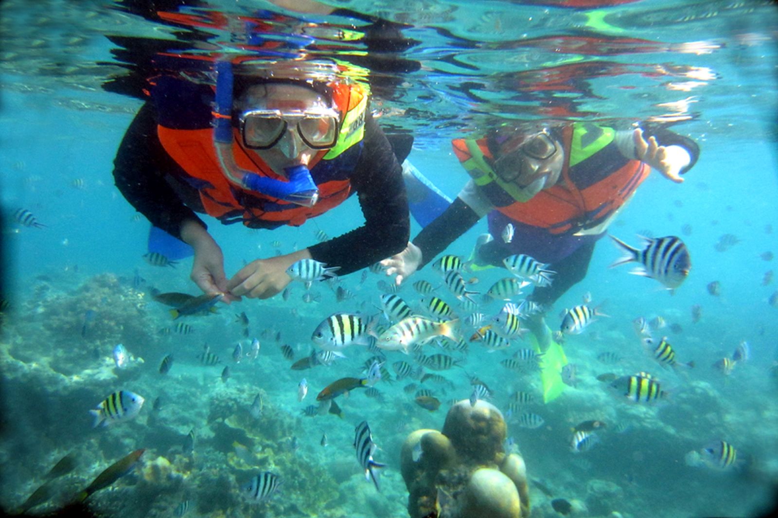 Menikmati Pesona Alam Bawah Laut Pulau Sepa