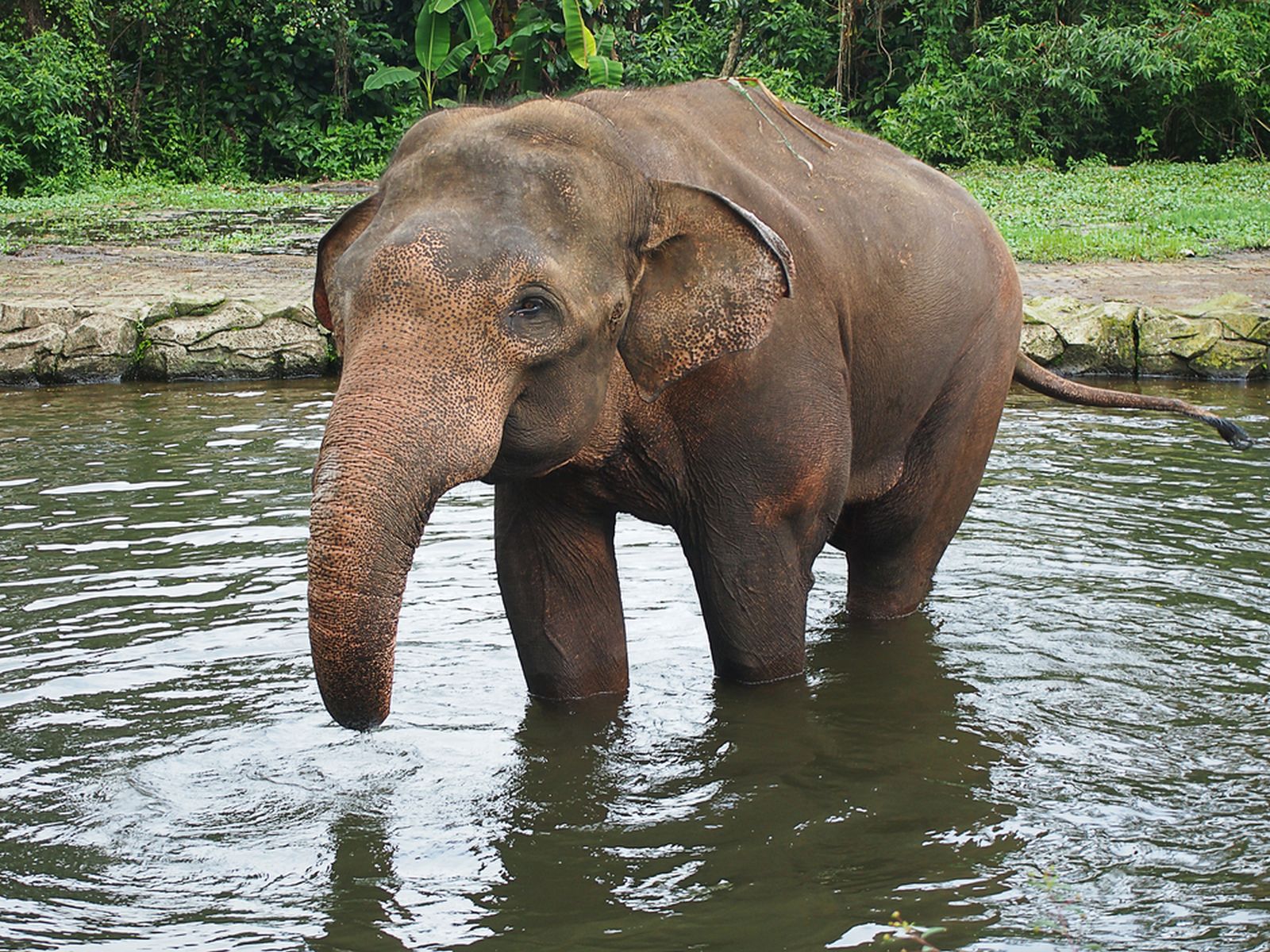 Berkunjung ke Pusat Latihan Gajah Pertama di Indonesia, Way Kambas