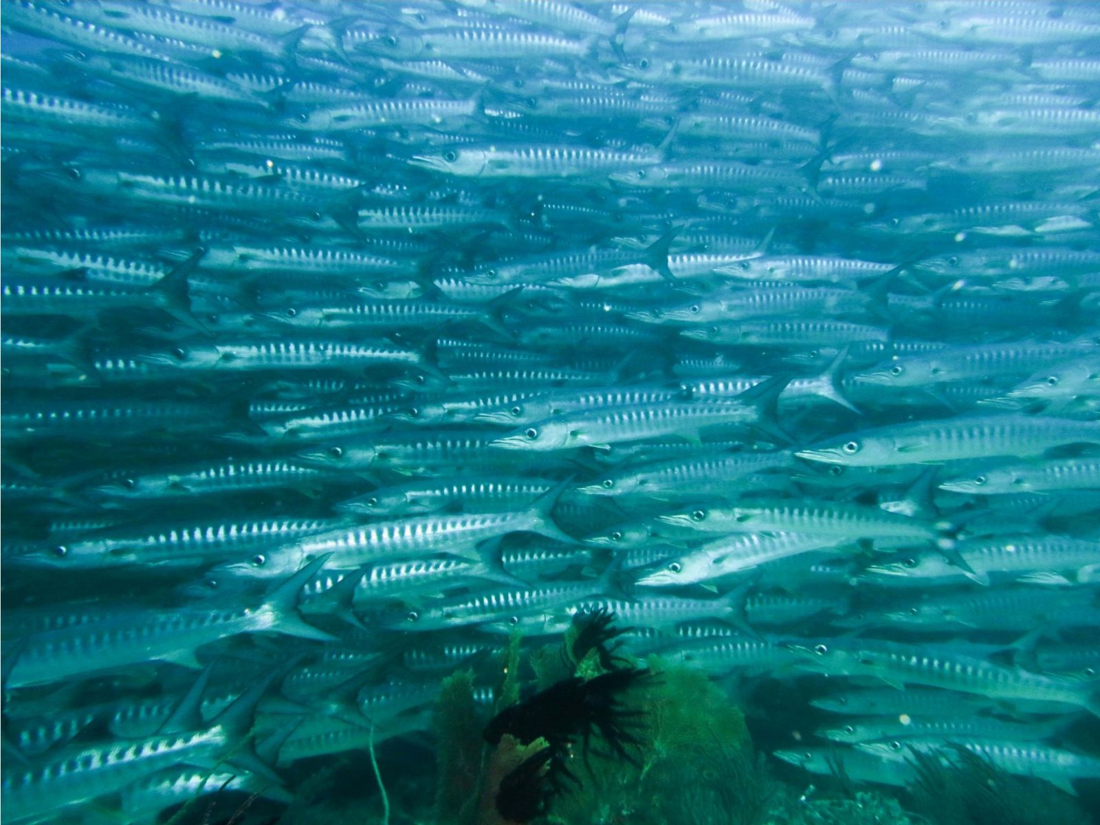 Schooling Barracuda at Maratua, Dare to Face It?
