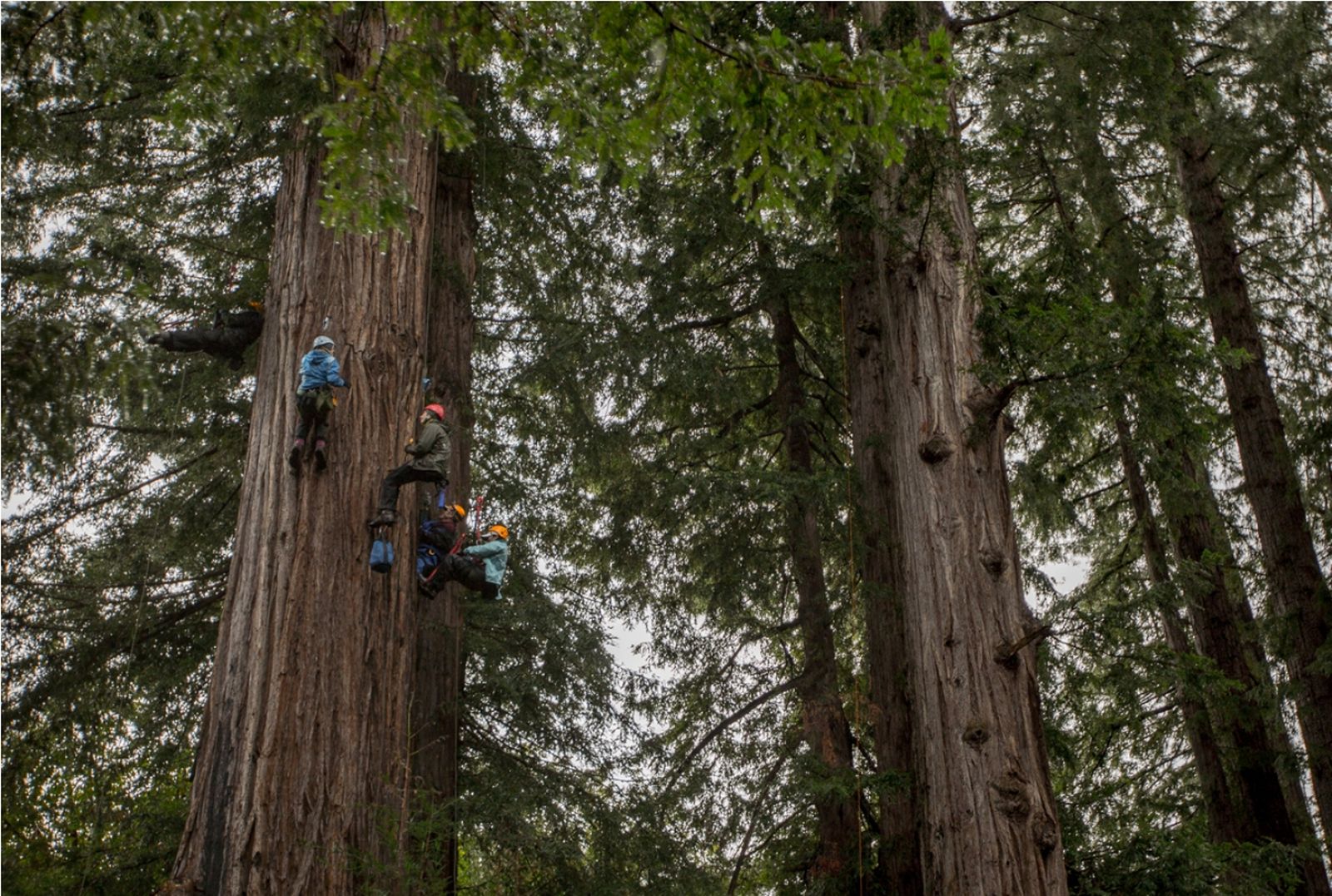 Manjat Pohon Berasa Manjat Tebing, Wajib Coba!