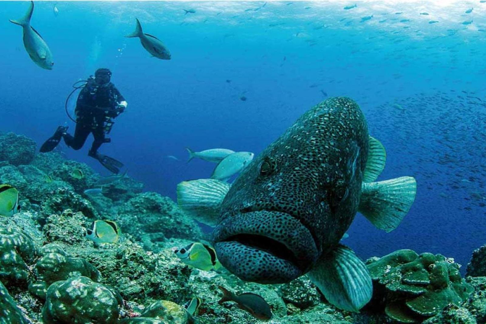 Inilah Persembahan Kepulauan Galapagos Kepada Para Petualang Laut