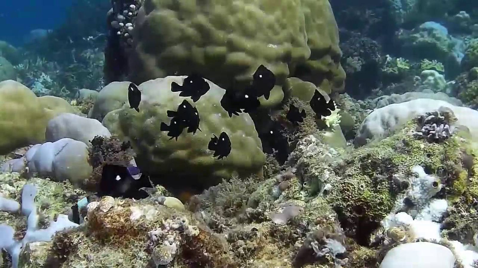 Menjamah Pesona Bawah Laut Pulau Pisang