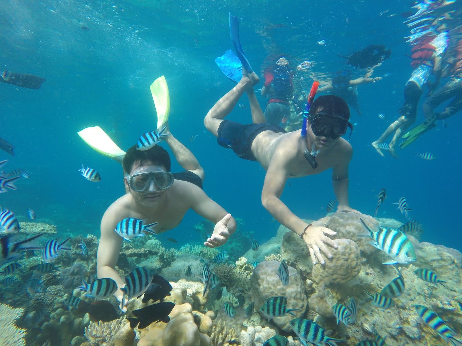 Snorkeling di Sini Akan Ketemu Si Nemo Loh