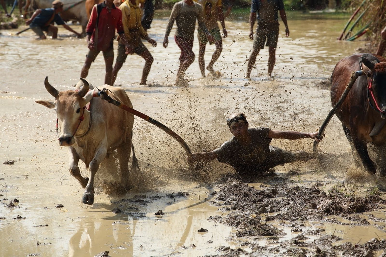 Pacu Jawi, Balapan Sapi yang Paling Fenomenal