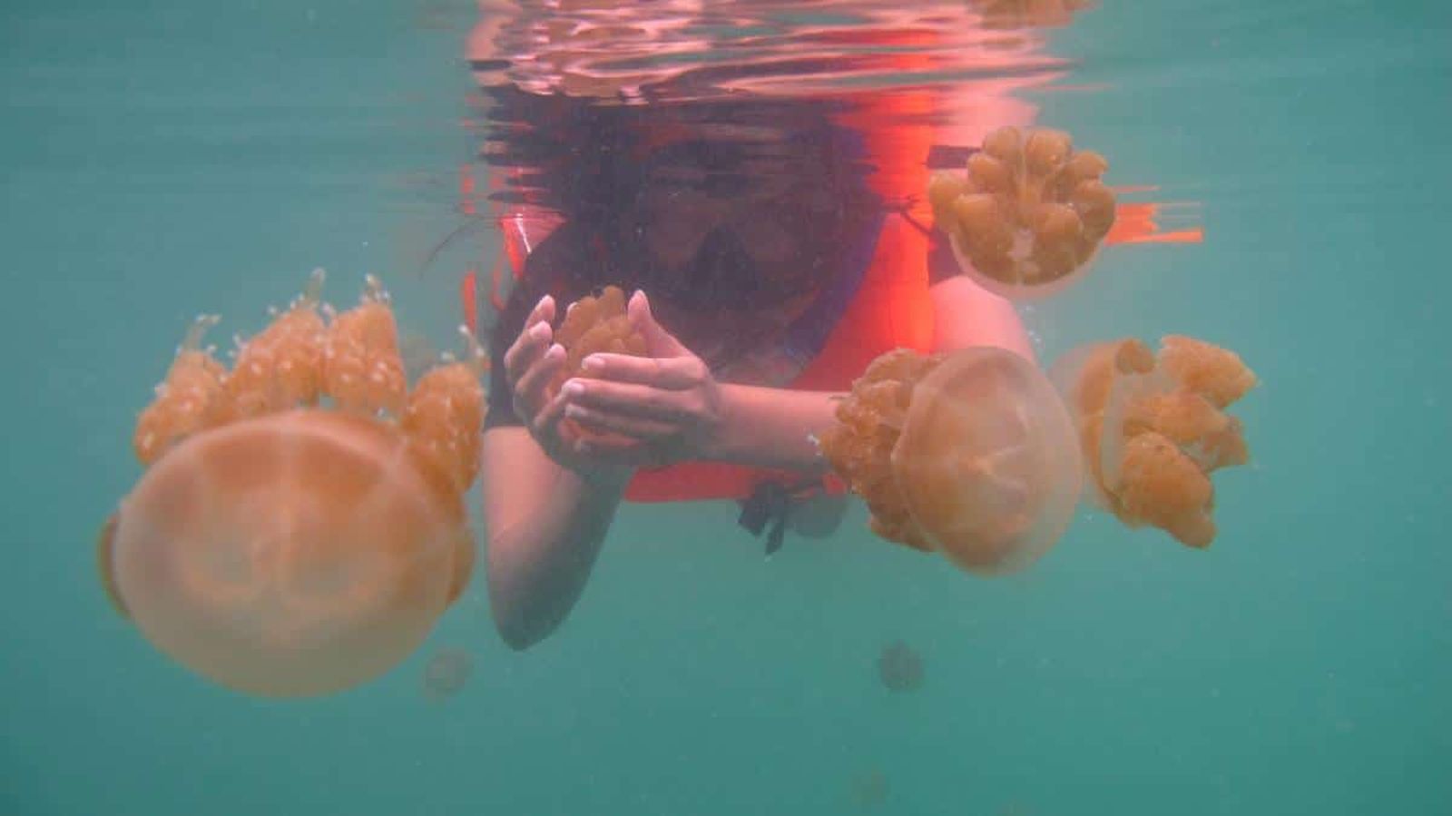 Ingin Berenang Bersama Ubur-Ubur? Ke Sini Aja Bro!