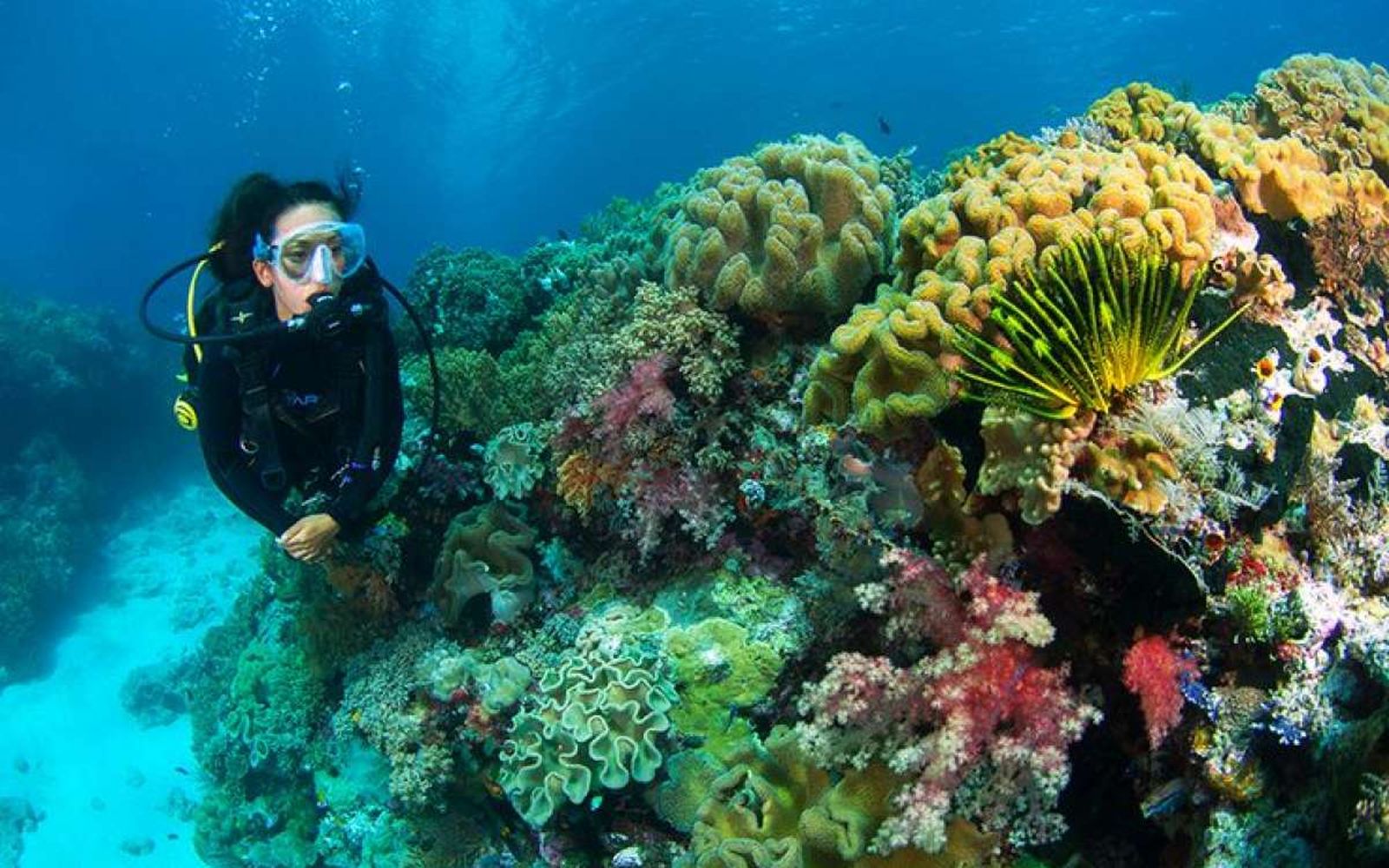 Menjadi Saksi Surga Bawah Laut Wakatobi