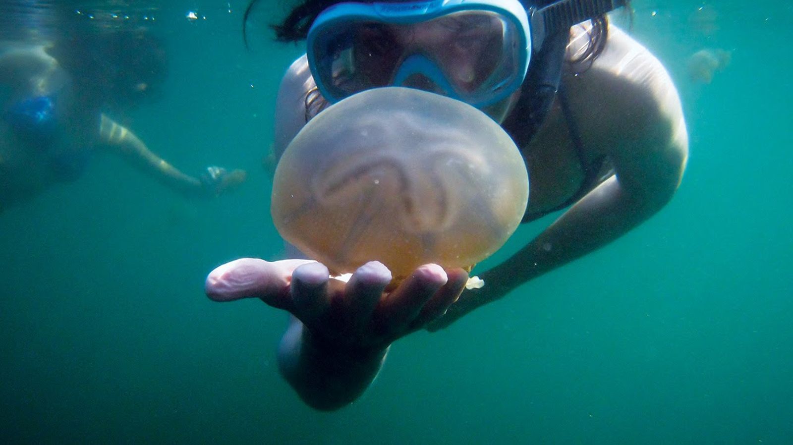 Menggoda Stingless Jellyfish di Pulau Togean