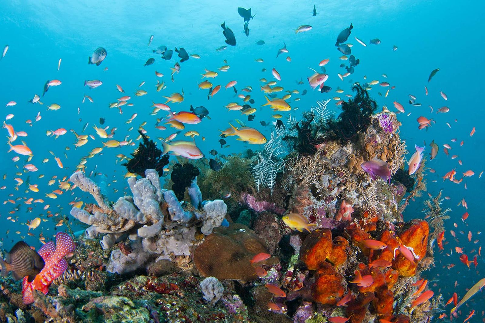 Komodo Dive, Keindahan Anti-Mainstream Alam Bawah Laut Pulau Komodo