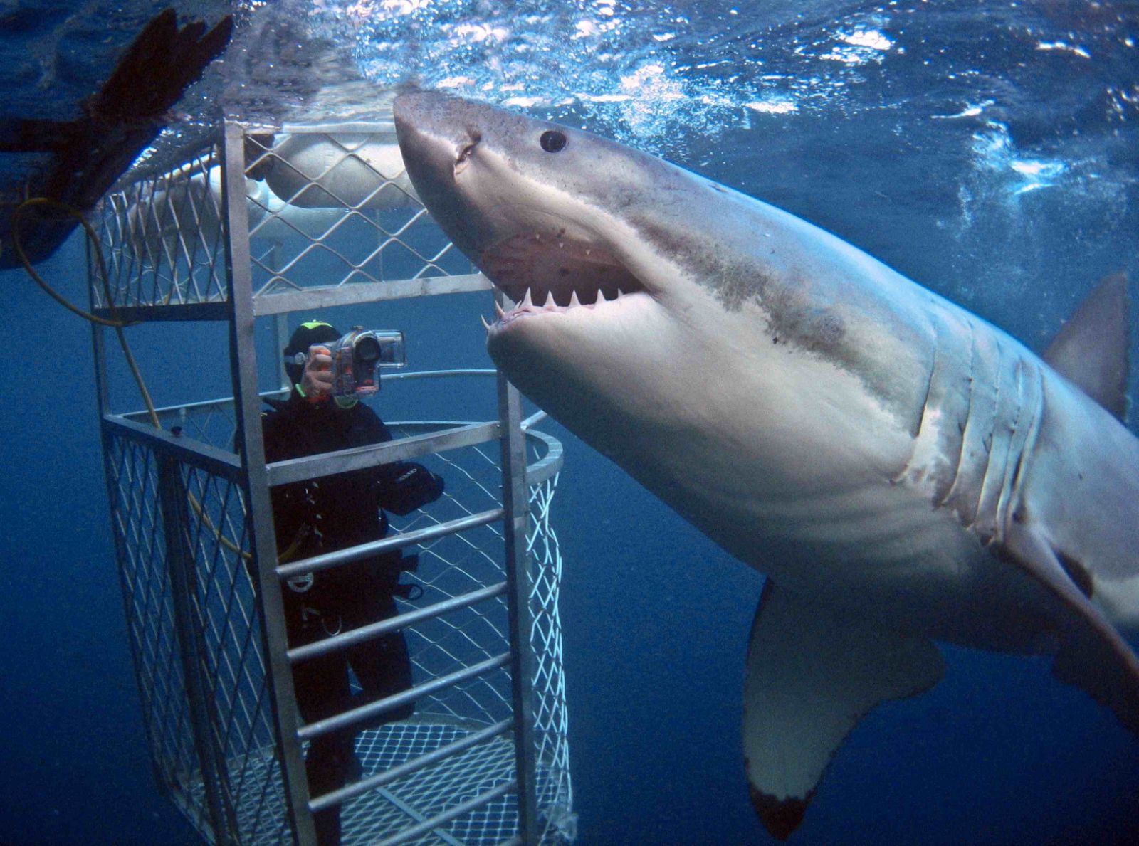 Cobain Sensasi Cage Diving Bersama Great White Shark