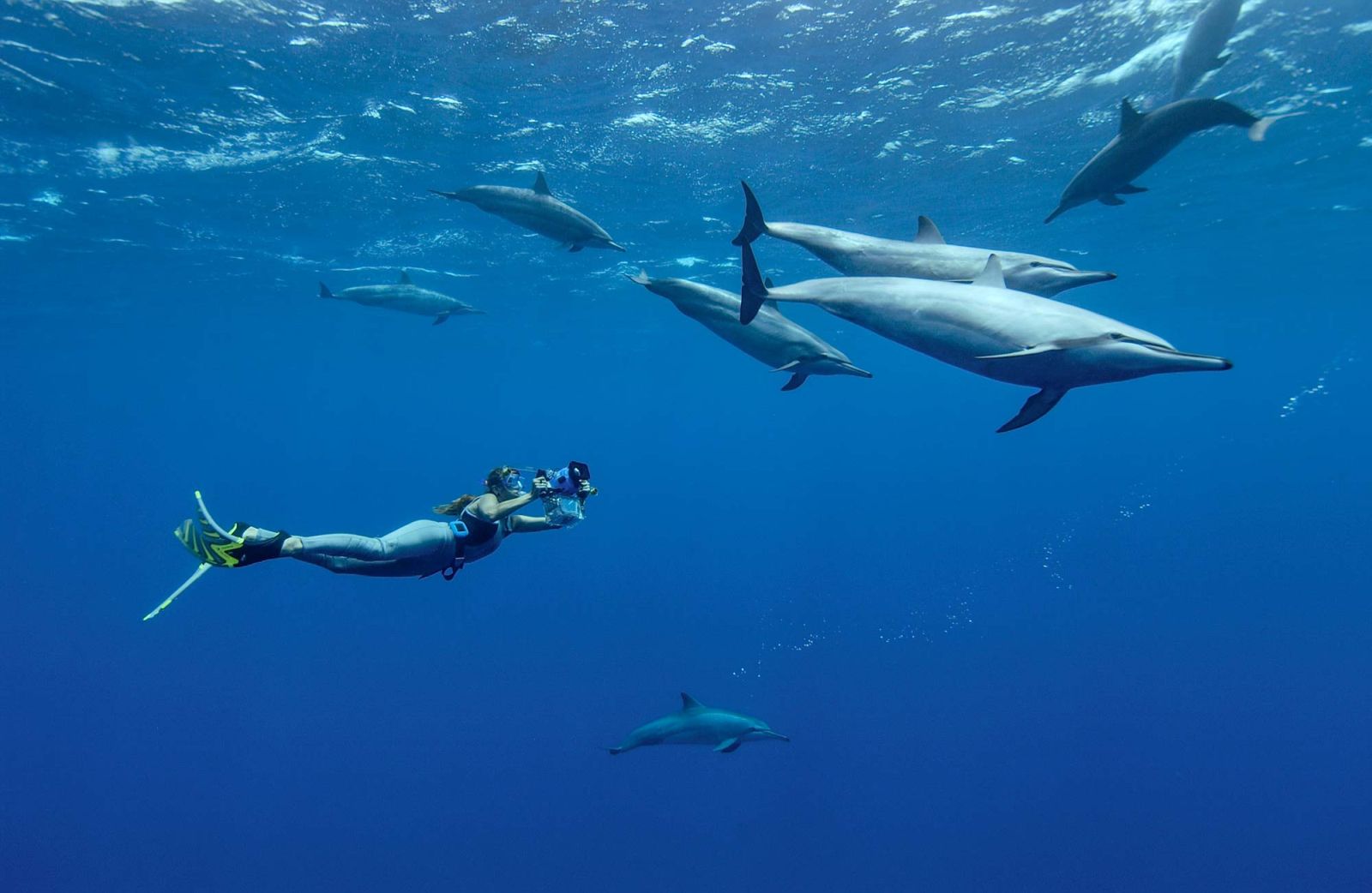 Dolphins Freedive, Serunya Menyelam Bebas Bersama Lumba-lumba
