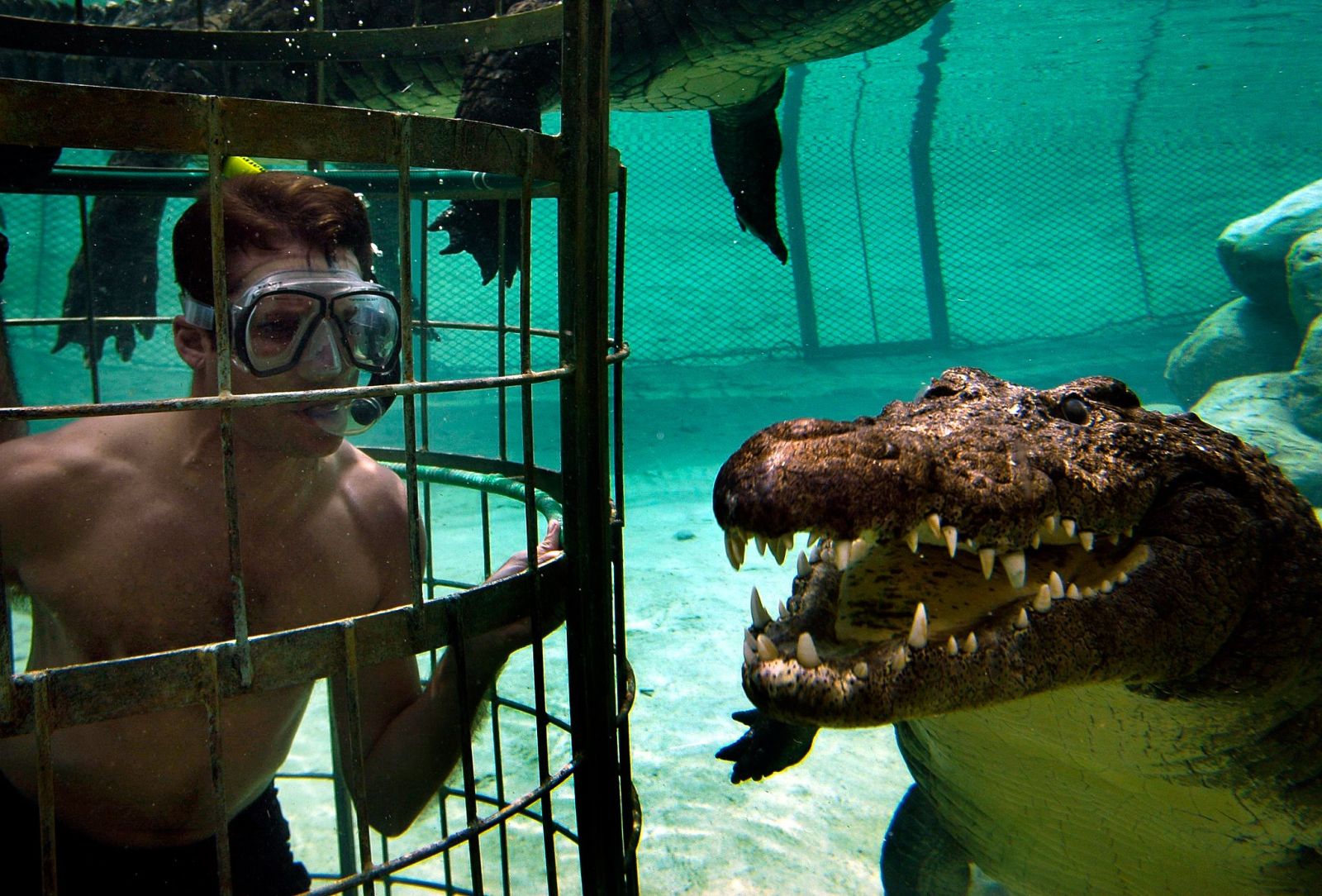 Menyelam Ditemani Predator Purba? Siapa Takut!