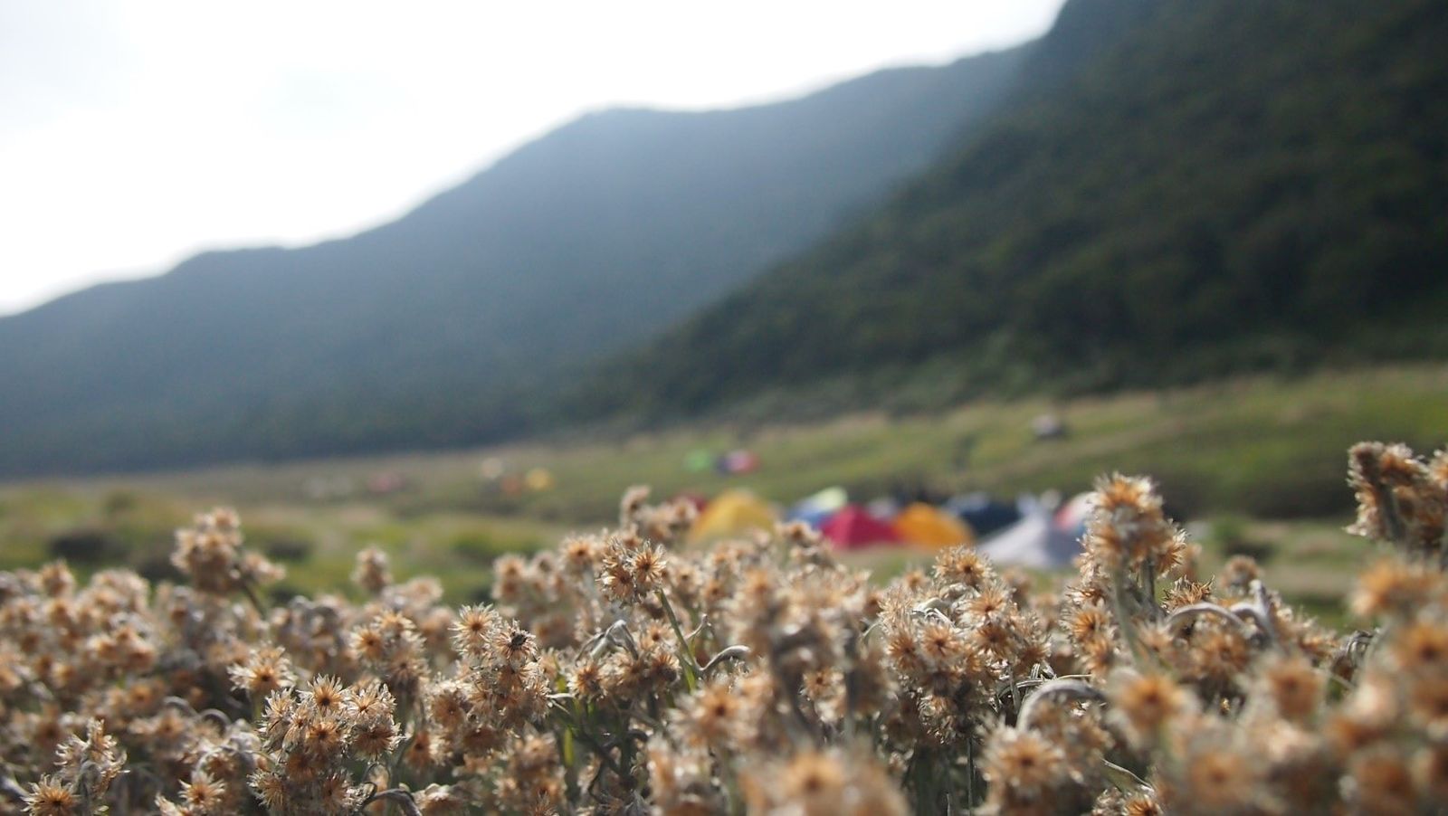Suryakencana Gunung Gede, Bikin Lo Ga Mau Pulang!