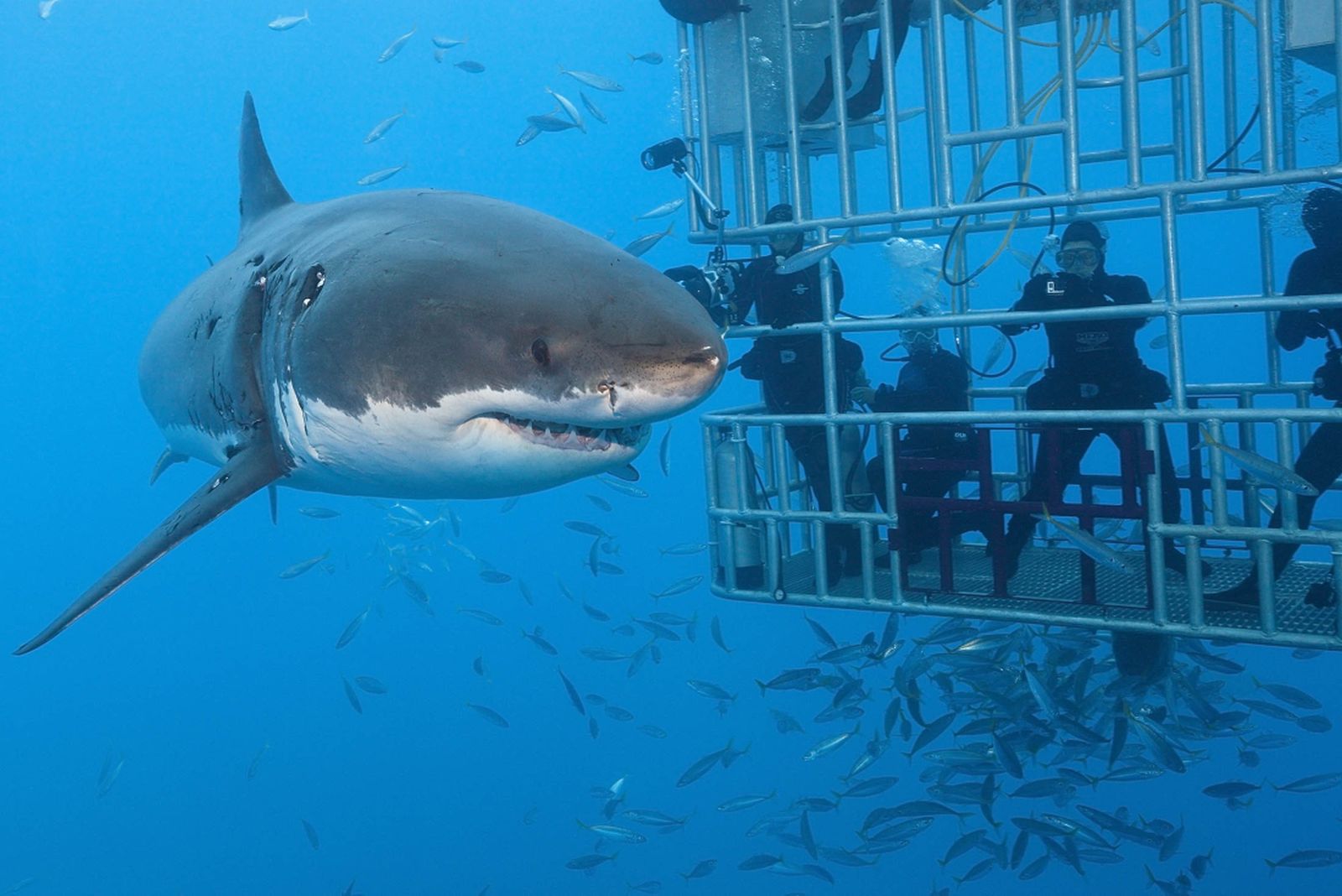 Tempat-tempat Cage Diving yang Harus Lo Kunjungi Buat Bertemu Para Hiu