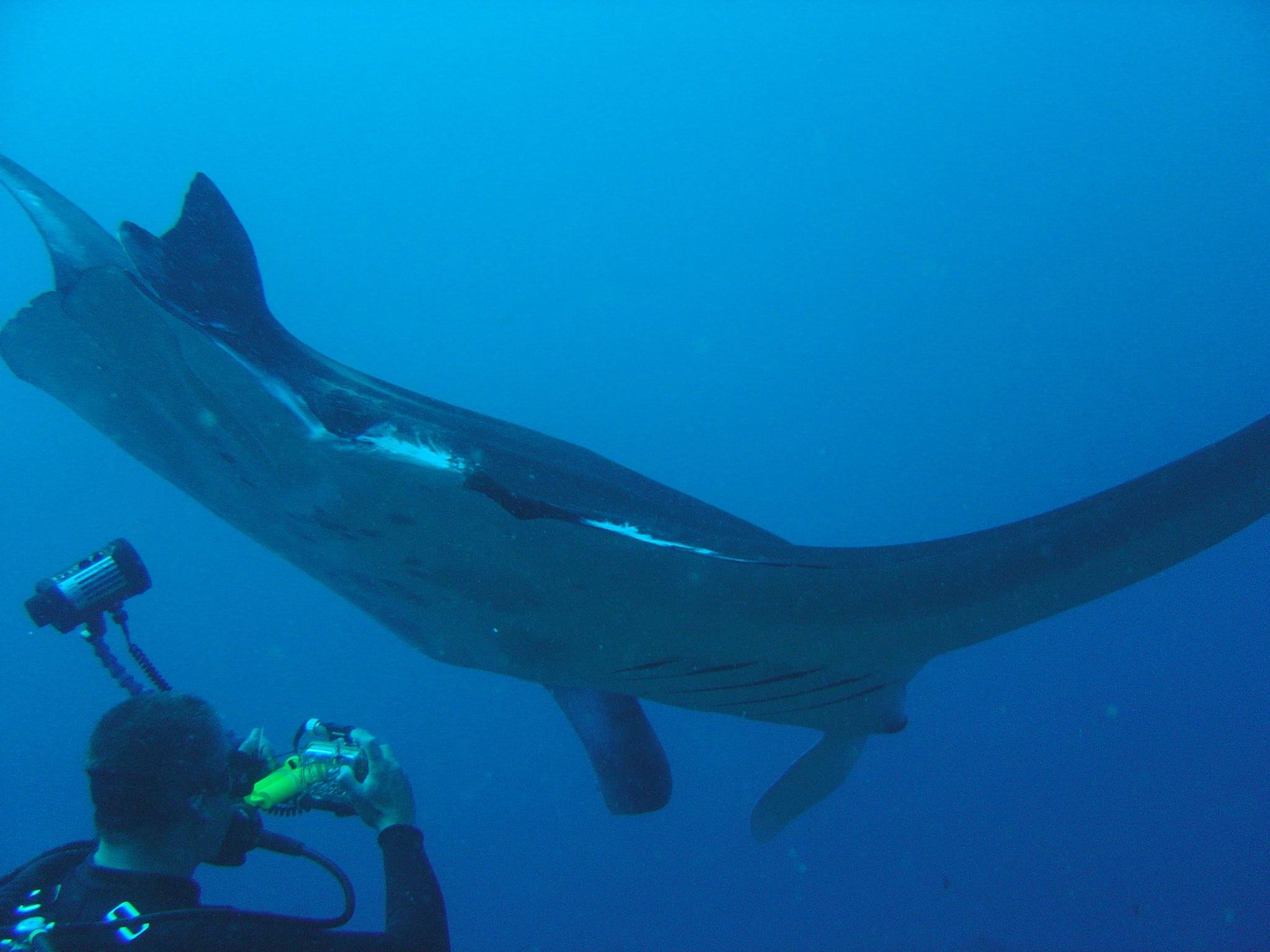 Diving Bareng Giant Manta di Malam Hari