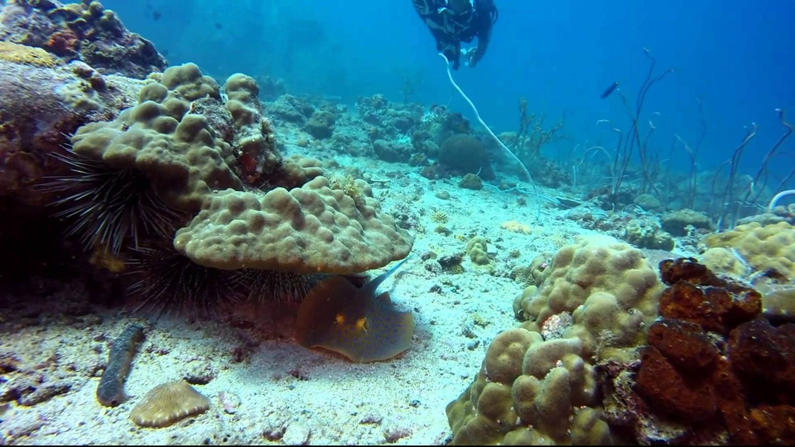 Tioman, Pulau Kebanggaan Negeri Jiran yang Bikin Ngiler Para Divers
