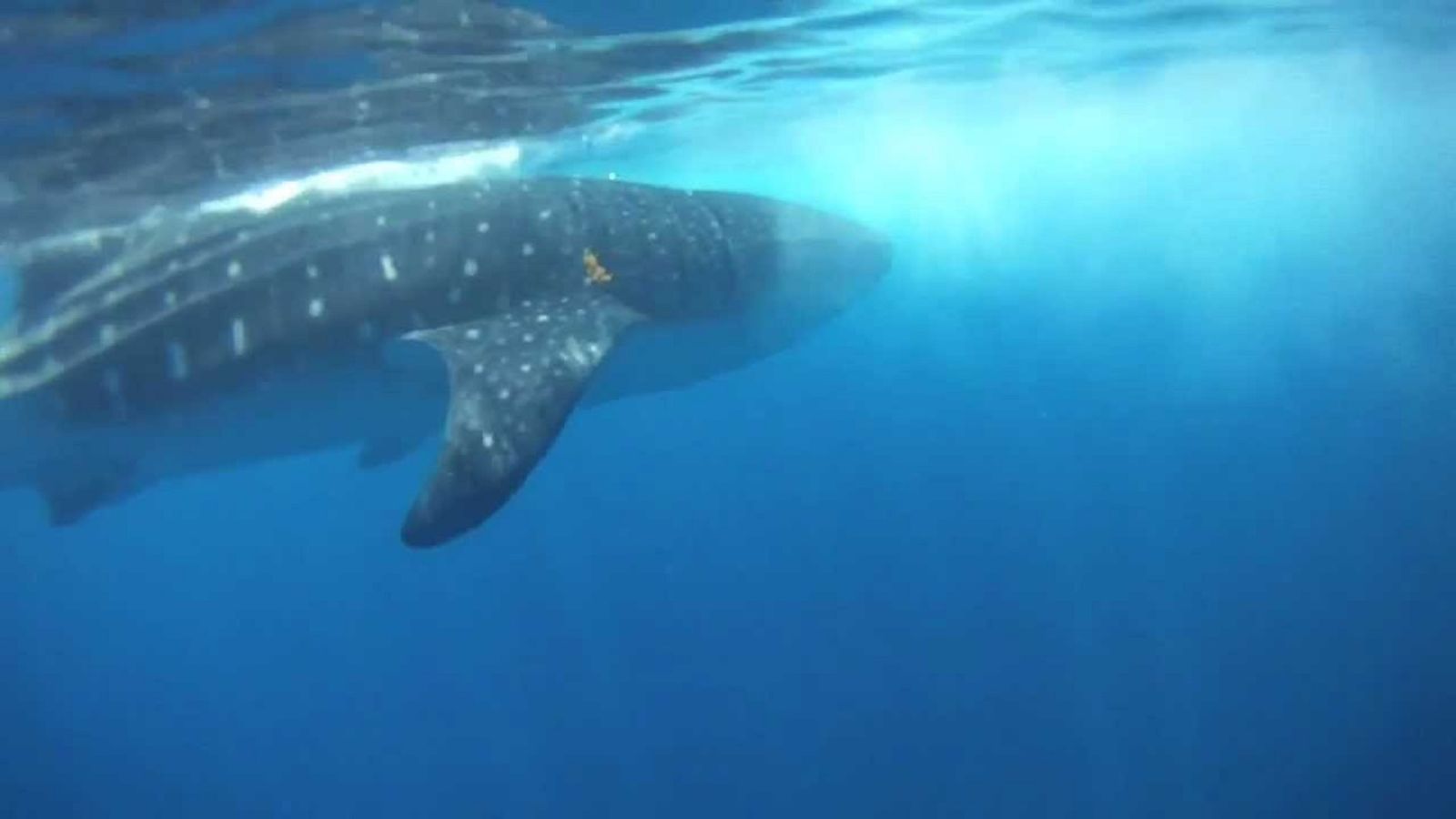 Bro, Begini Serunya Menjelajah Perairan Hawaii Demi Si Paus Bungkuk?