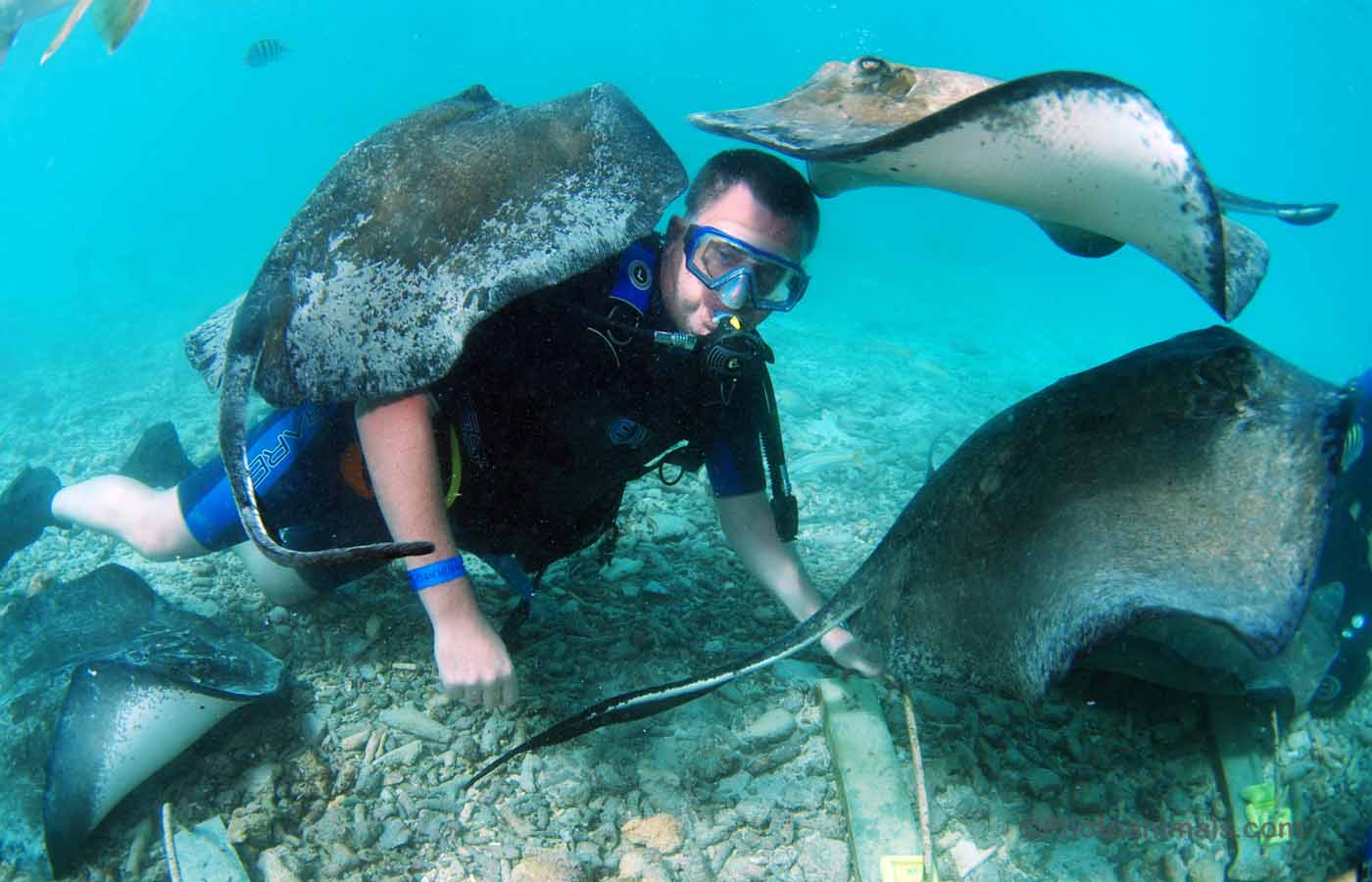 Palau, Surga Terbaik Buat Lo Penggila Diving!