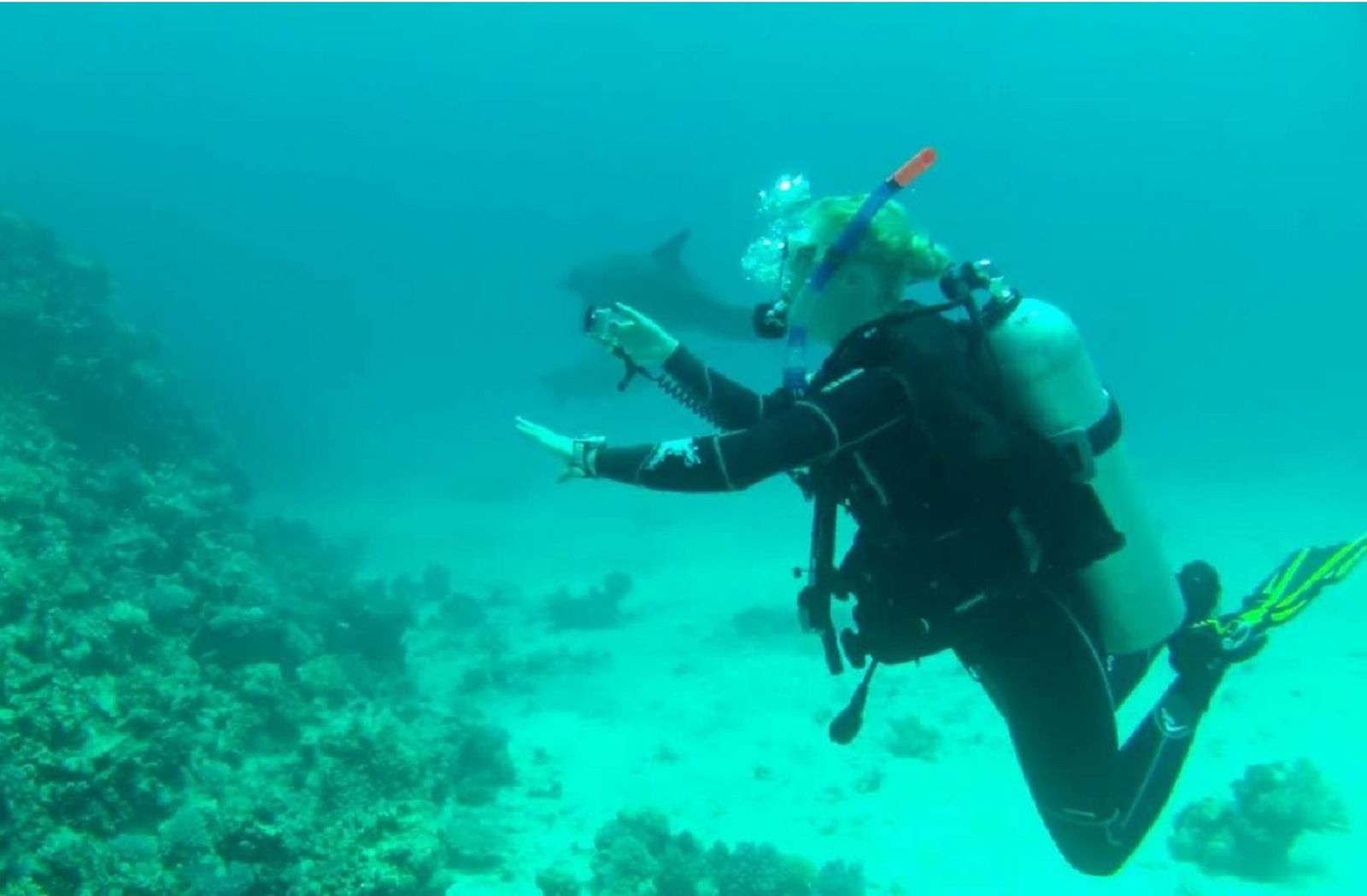 Begini Serunya Diving Bareng Lumba-lumba di Laut Merah!