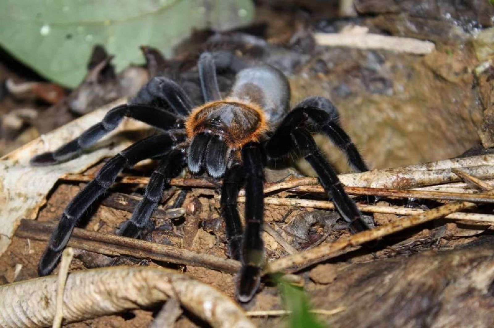 Buat Penggila Kuliner Ekstrem, Apa Berani Lo Makan Tarantula?