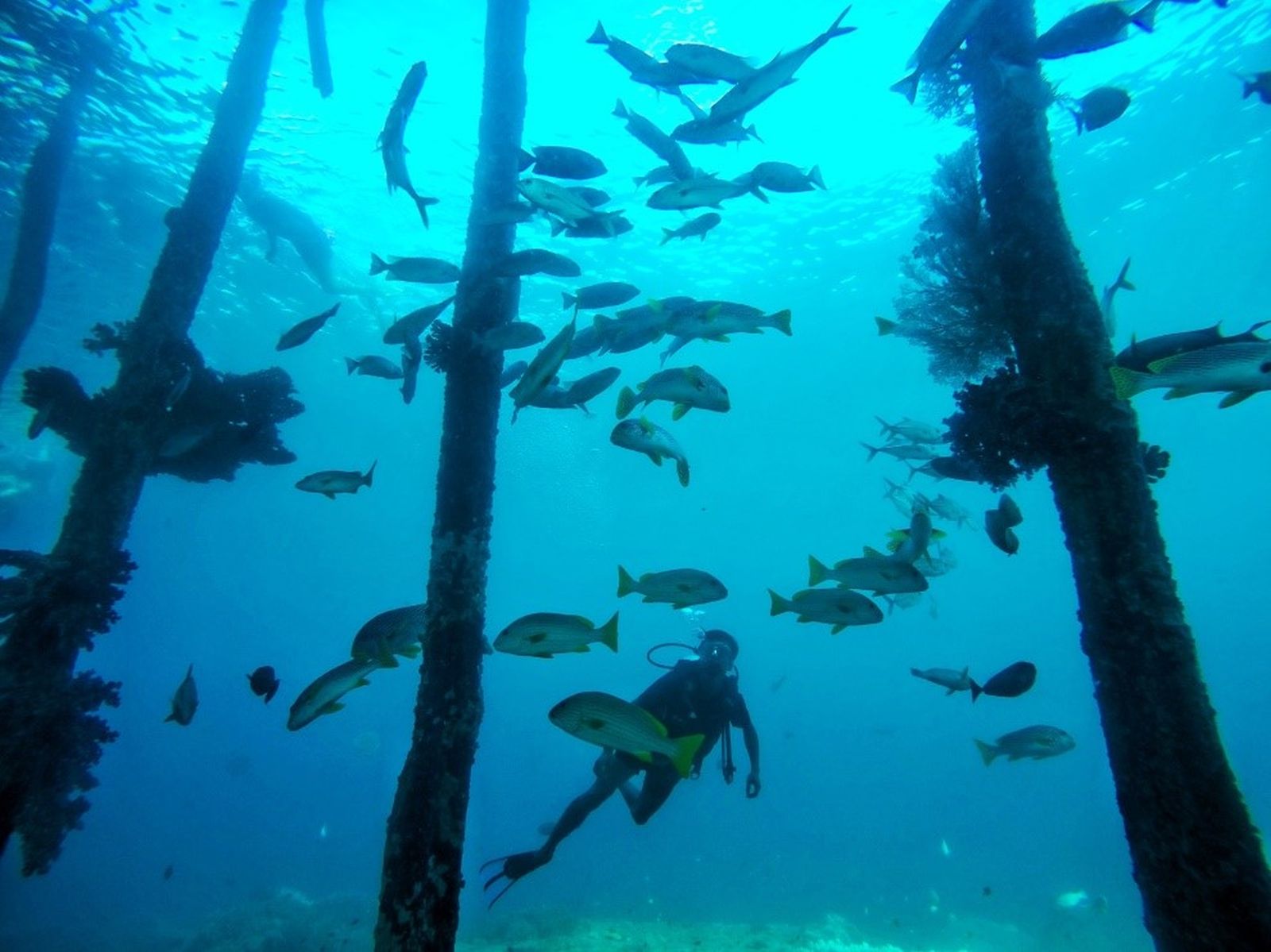 Snorkeling dan Diving di Surganya Papua Raja Ampat