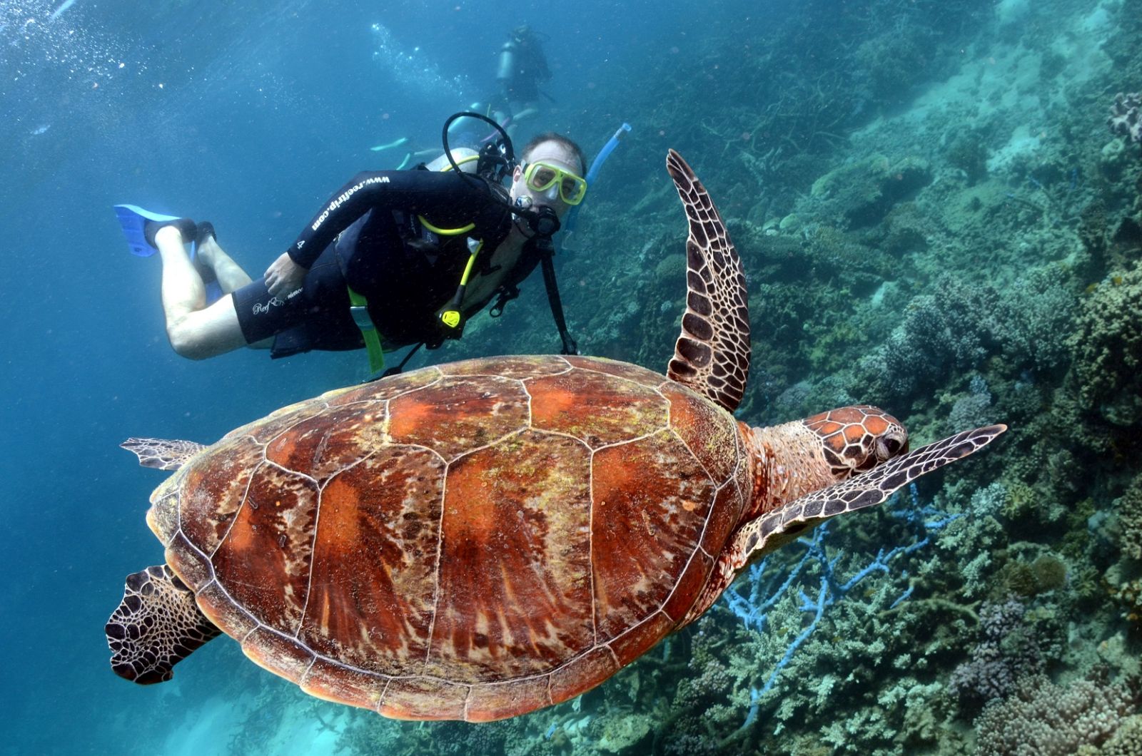 Yuk Lihat Keindahan Dunia Laut The Great Barrier Reef dengan Scuba Diving!