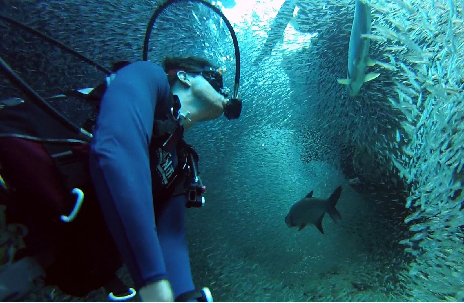 Bro, Begini Gambaran Menakjubkan Diving Bersama Jutaan Ikan Kecil?