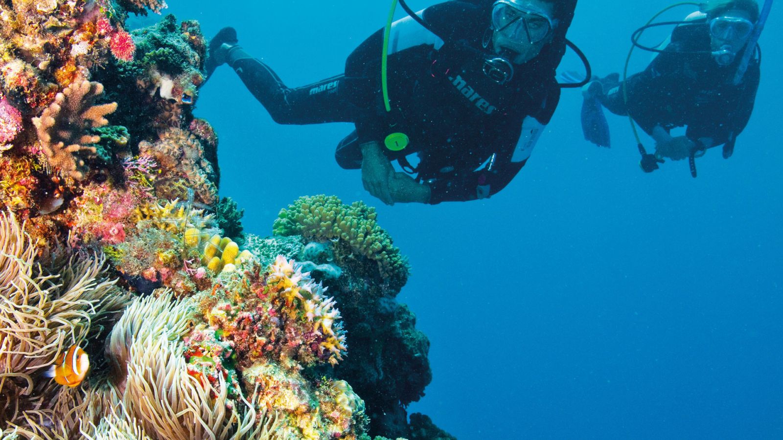 Yuk Diving ke Colosseum Dasar Laut di Perairan Wangi-wangi!