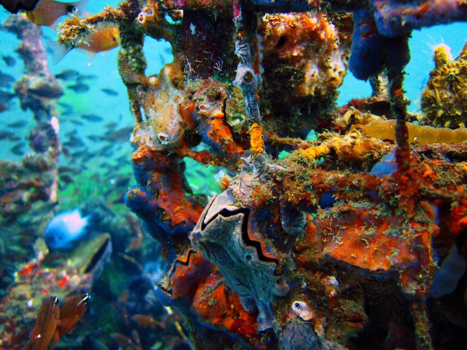 Inilah Destinasi Scuba Diving Terbaik di Indonesia