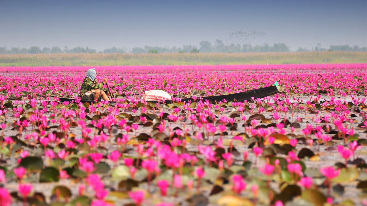 Dipenuhi Teratai, Danau Nong Harn di Udon Thani Berubah Jadi Pink!