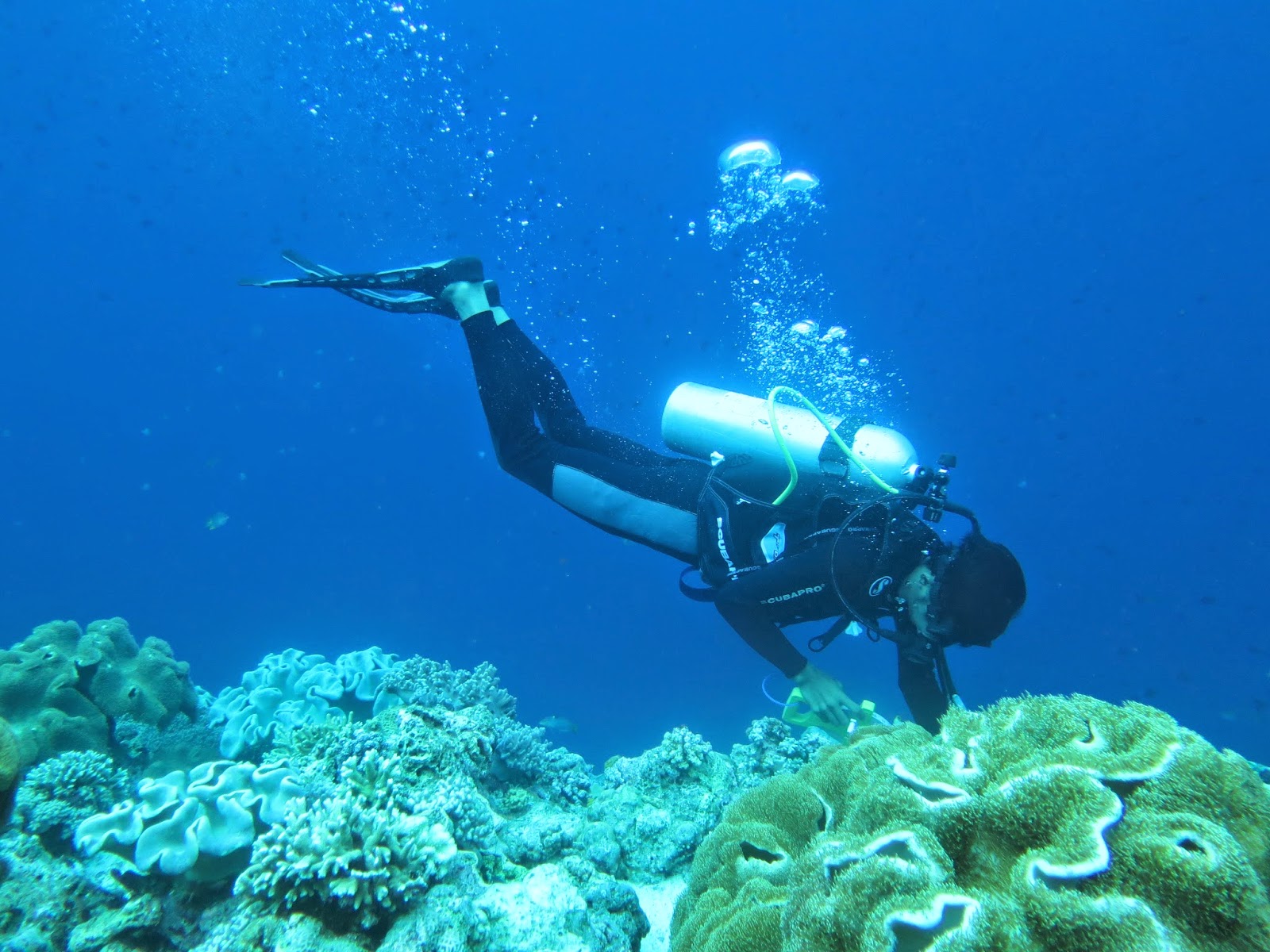 Diving di Laut Banda, Keindahan Tersembunyi di Maluku