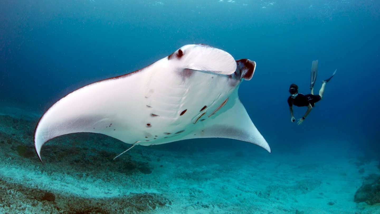 Night Scuba Diving Bersama Manta yang Menggemaskan di Hawaii