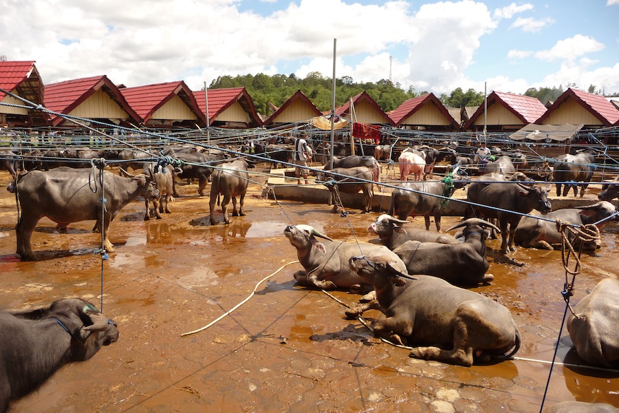 Backpacker Sejati, 4 Pasar Tradisional di Indonesia Ini Wajib Banget Lo Datangi! 