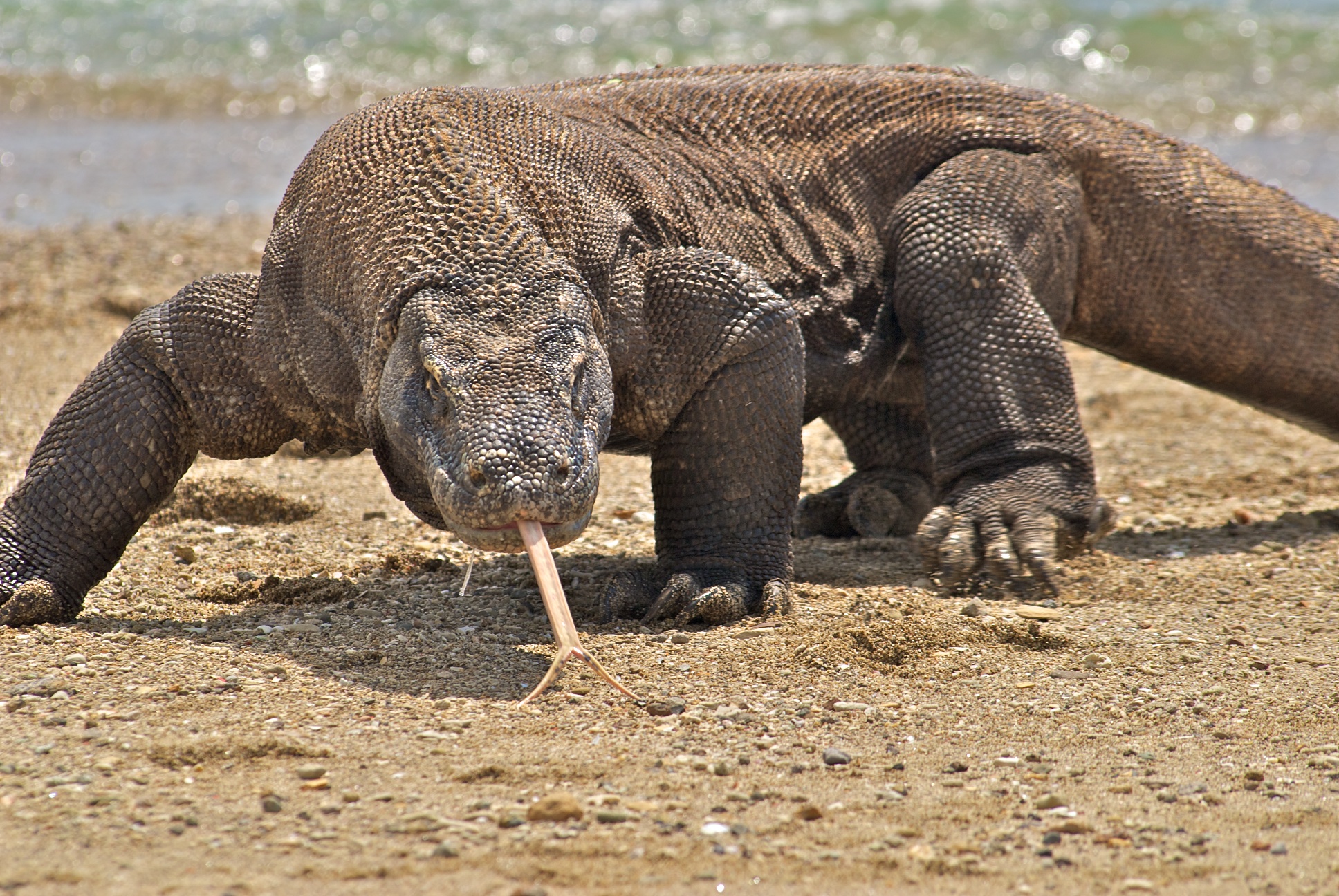 Memancing Komodo, Cara Ekstrem Bersenang-senang dengan Sang Naga?