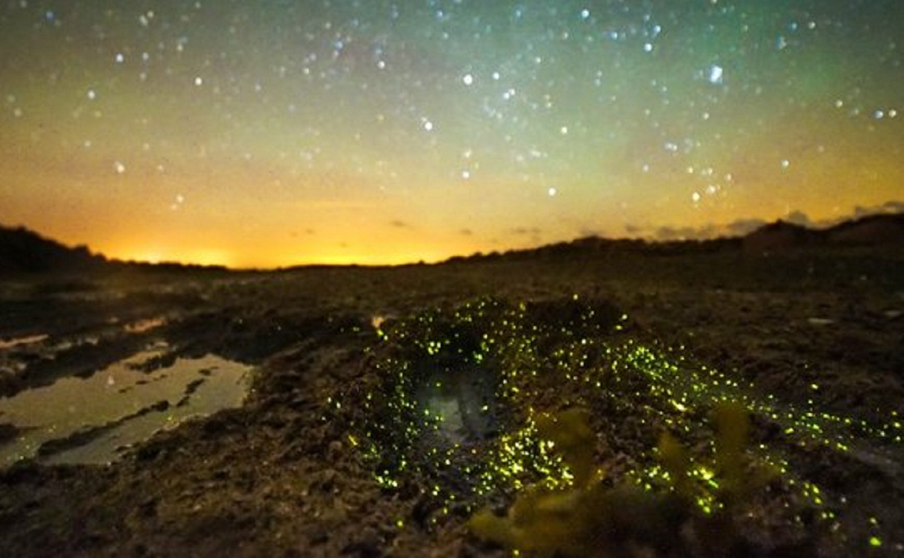 Gara-gara Cacing, Pantai di Inggris Ini Bersinar Bagai Hamparan Bintang!