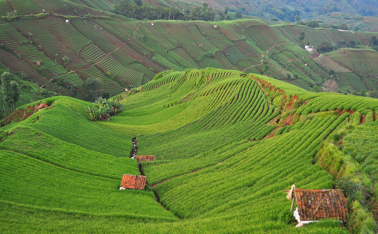 Panyaweuyan Argapura, Pesona Terasering di Majalengka yang Mirip Bali