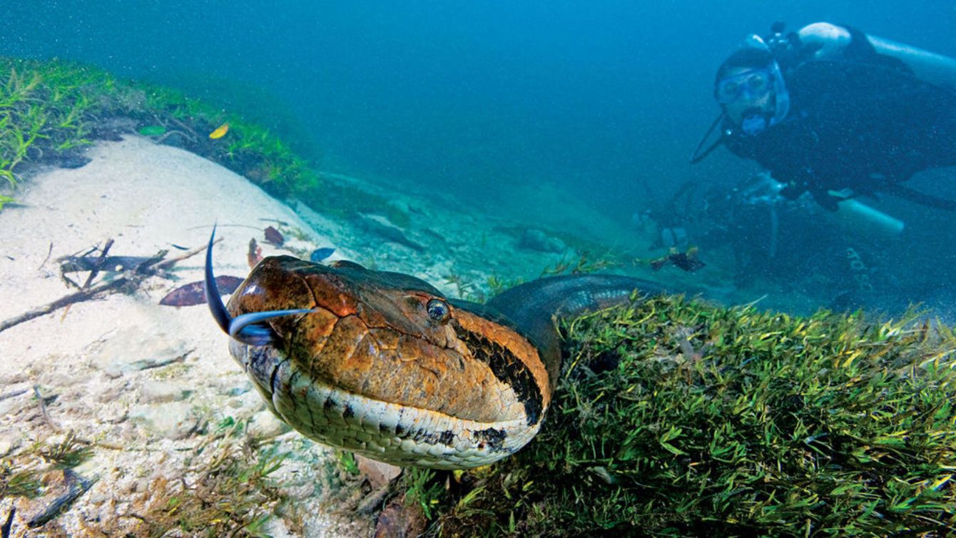Scuba Diving di Sungai Amazon? Siapa Takut!