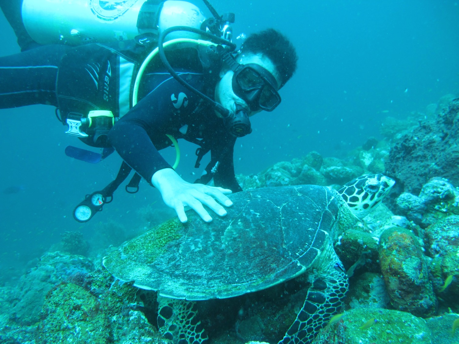 Ternyata Seru Loh, Diving Bareng Penyu