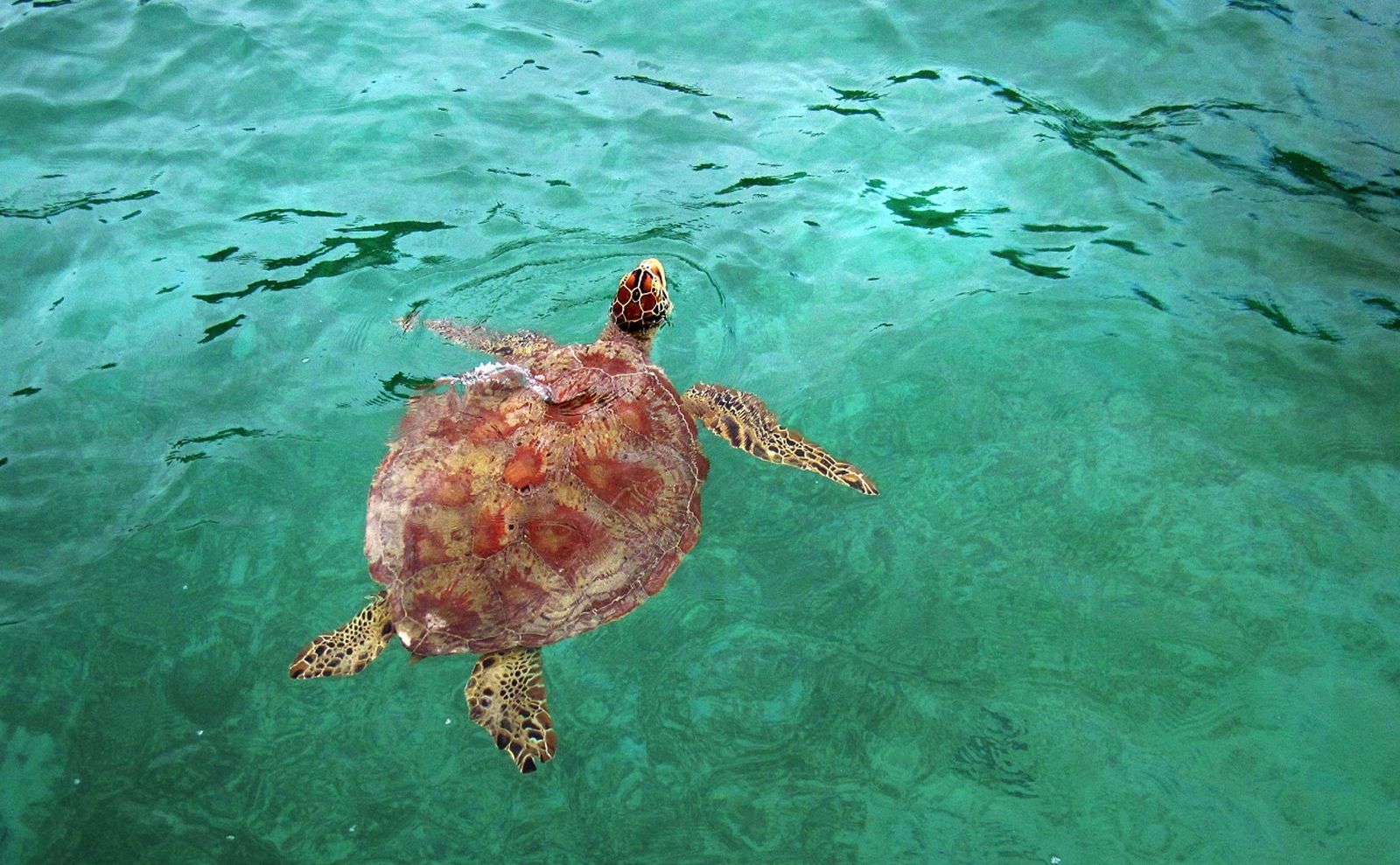 Sensasi Snorkeling Bareng Penyu Liar Di Pulau Pasoso