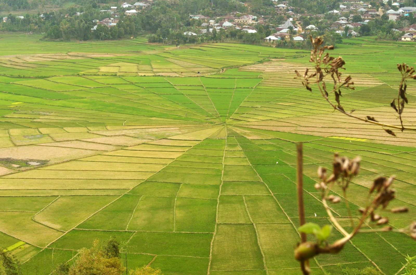 Keren Banget, Flores Punya Sawah Mirip Sarang Laba-Laba