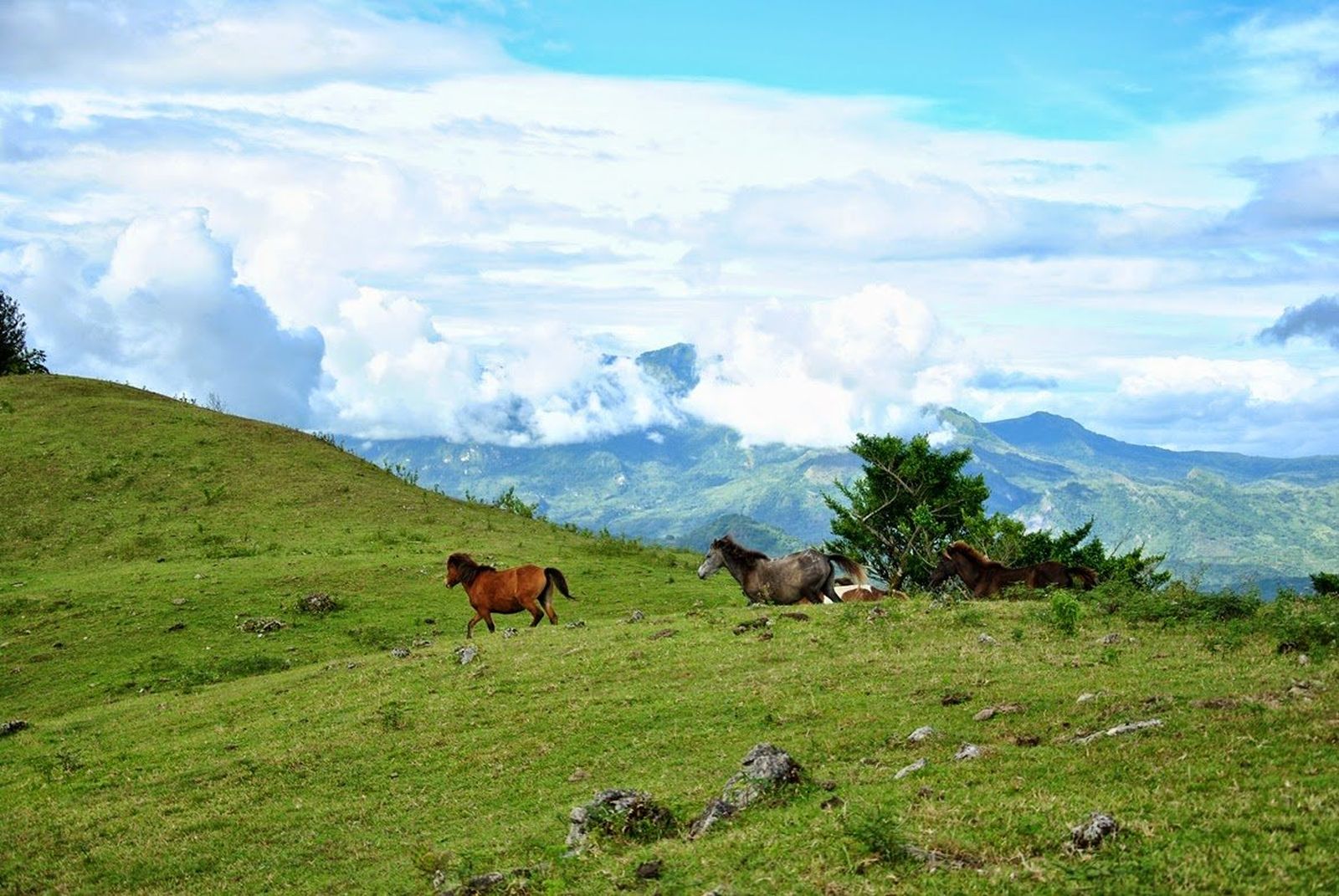 Padang Rumput Di Atambua Ini Kabarnya Mirip Di Eropa Bro!