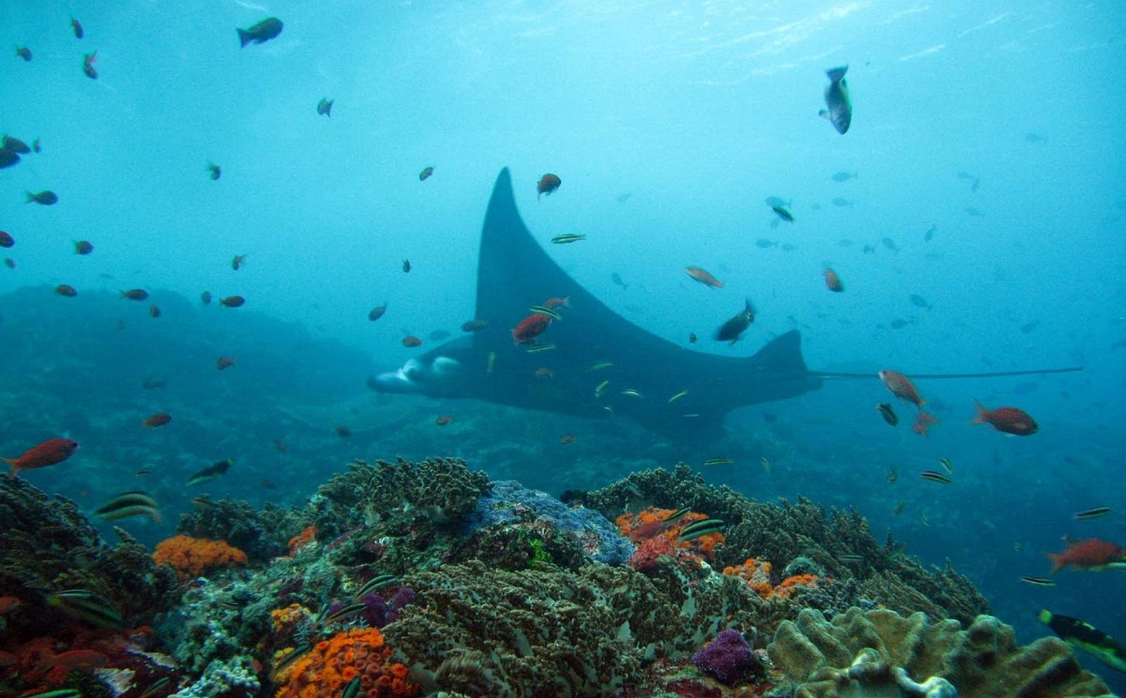 Pesona Bawah Laut Teluk Cendrawasih Nggak Kalah dari Raja Ampat Lho!