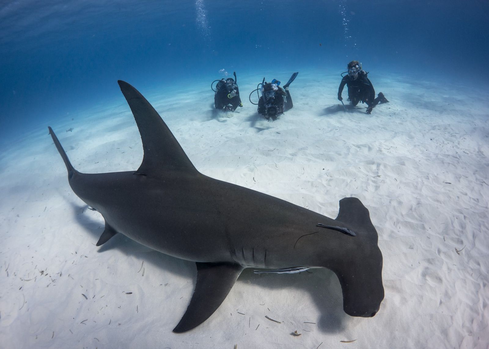 Siapa yang Berani Bertemu si Kepala Martil di Bimini Island?