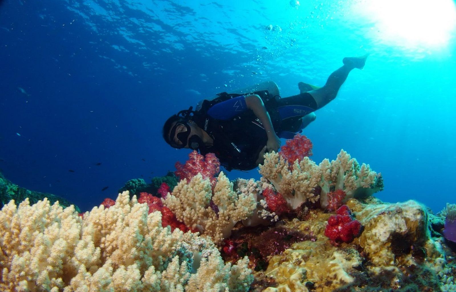 Pengen Menjajal Nikmatnya Diving di Kepulauan Anambas, Begini Caranya!