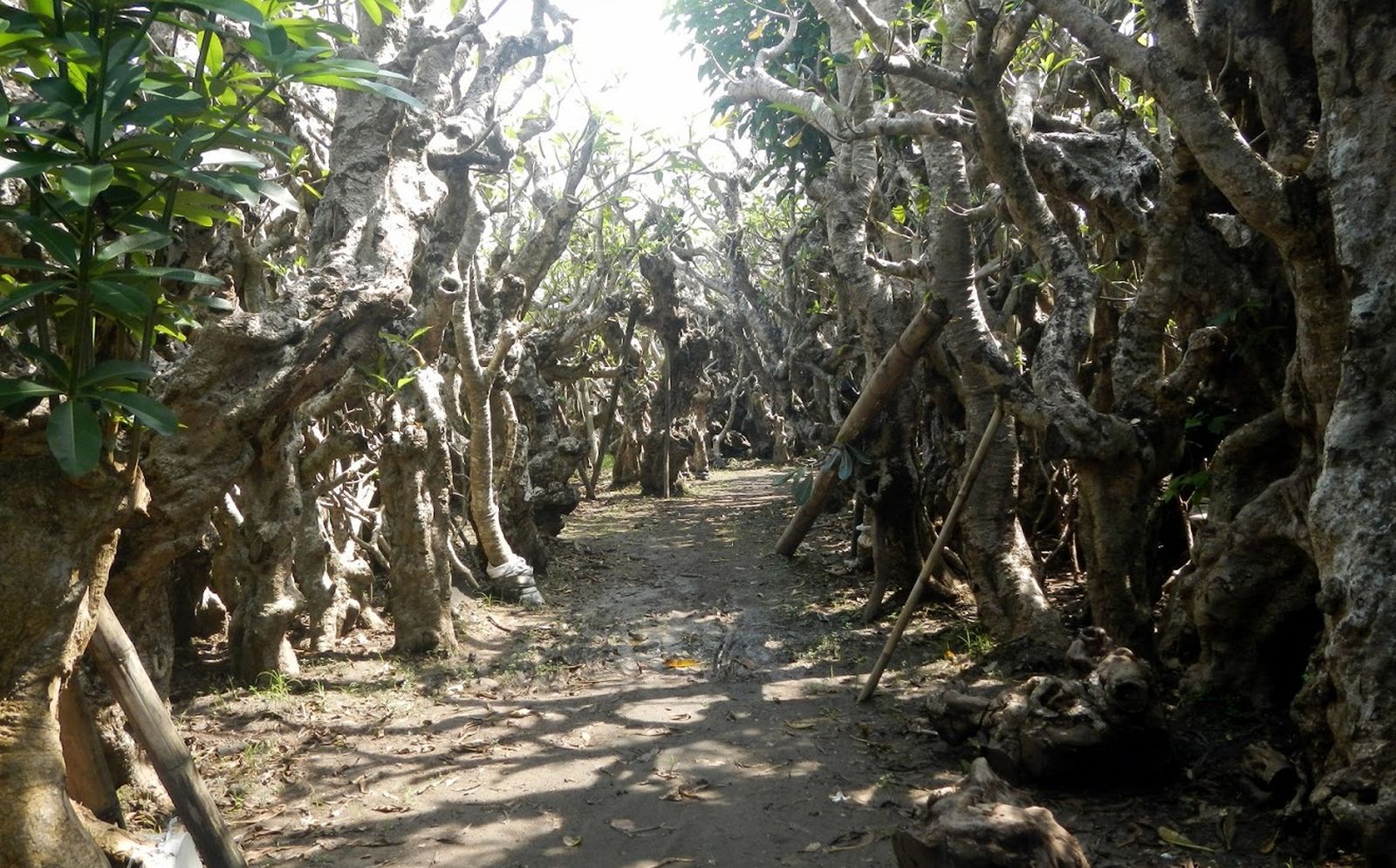 Hutan Kamboja Di Klaten, Mistis Tapi Eksotis