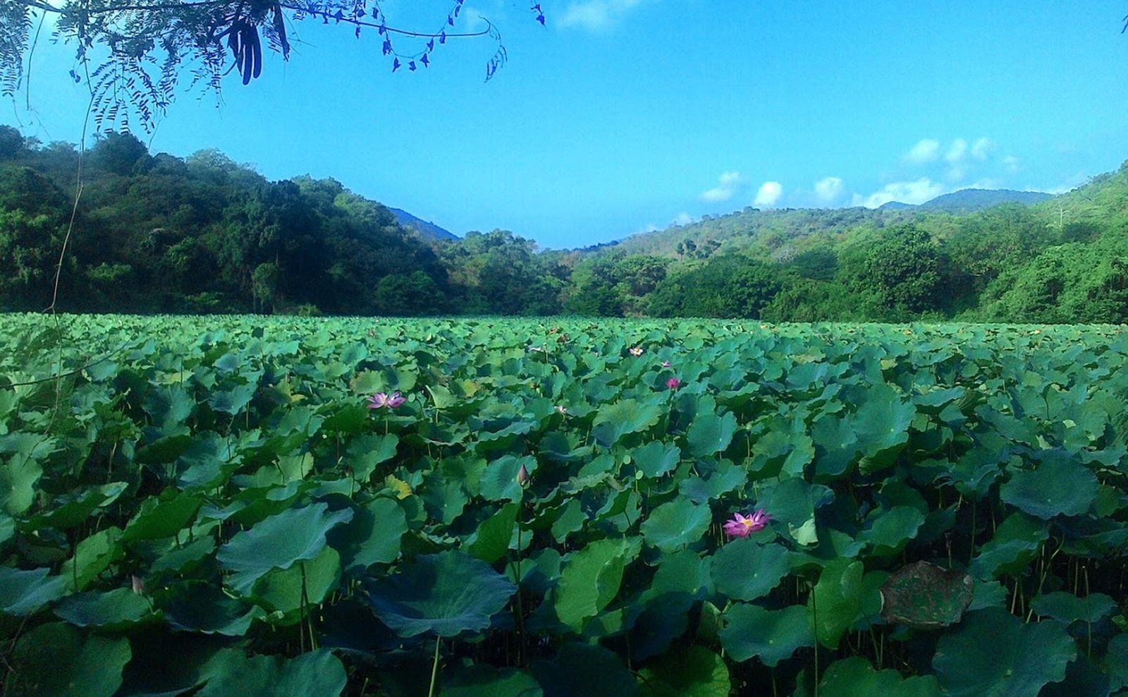 Unik! Di Flores Ada Danau Berisi Teratai Raksasa