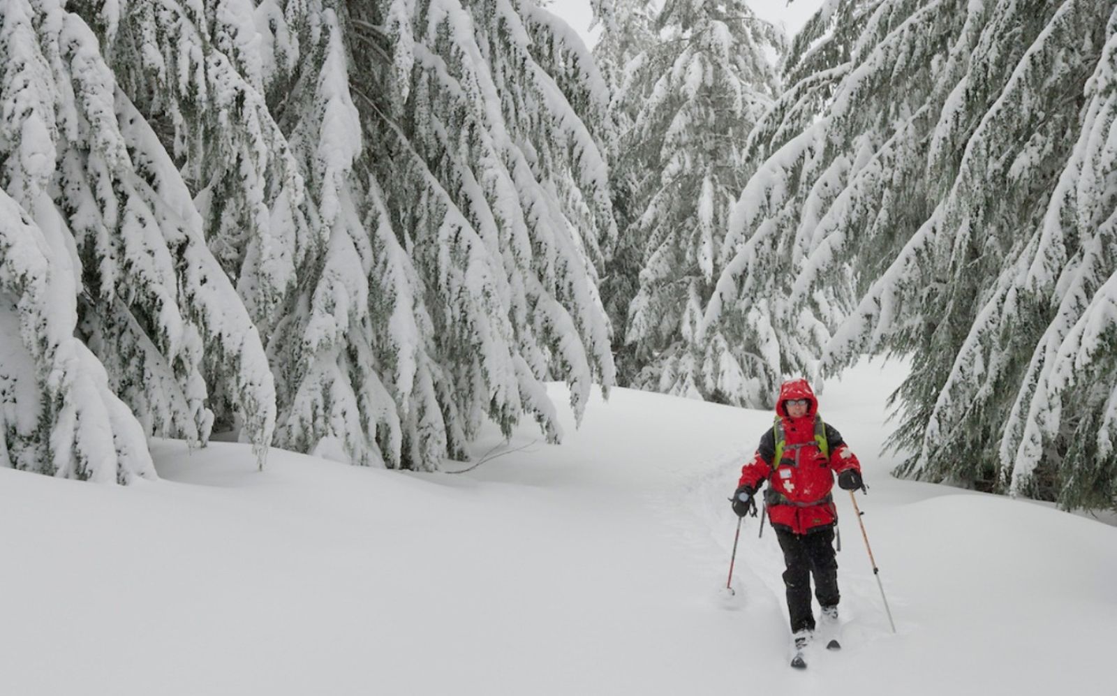Bermain Ski di Dalam Hutan Bersalju? Siapa Takut