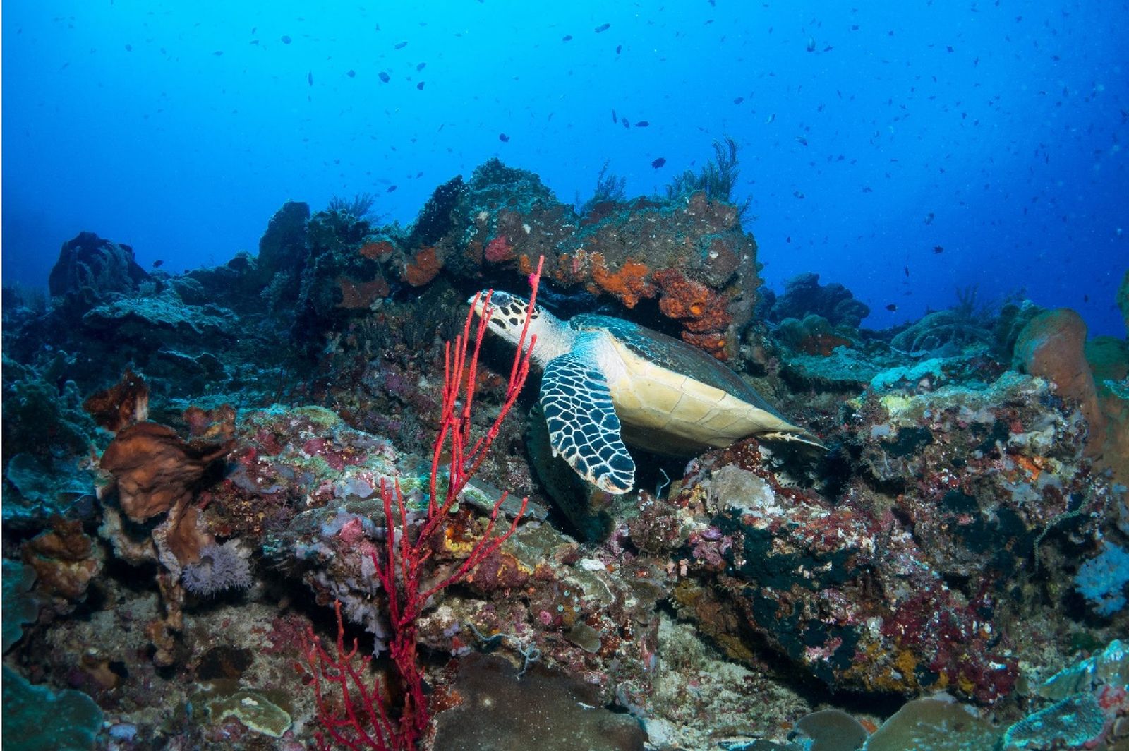 Snorkeling Di Pulau Pasoso, Istimewa Karena Main Bareng Penyu Liar!
