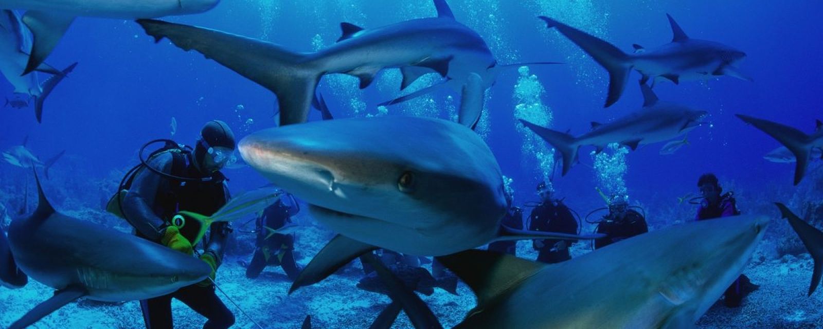Diving Bareng Hiu Di Teluk Belongas Lombok, Berani?