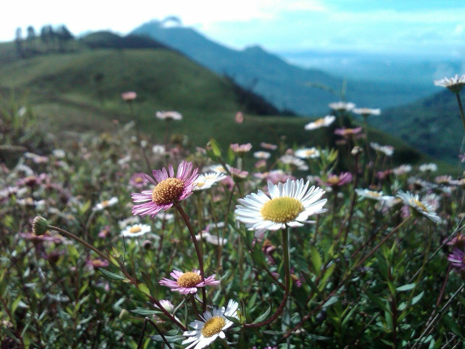 Indahnya Bunga Daisy Khas Gunung Prau