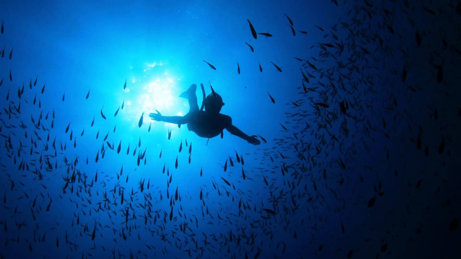 Lo Wajib Punya Perlengkapan Ini Kalau Mau Free Dive